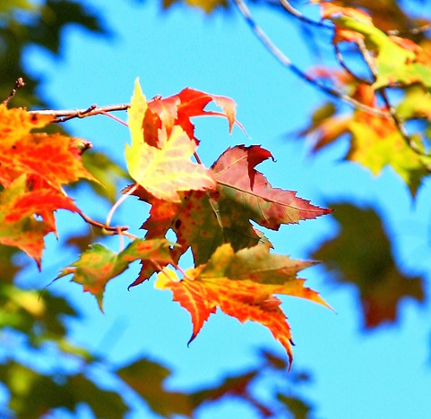 fall leaves from Dana Moos flickr