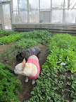 Hey Shaun!  Can you show us where the carrots are?  Martha specifically asked that carrots be part of the soup.