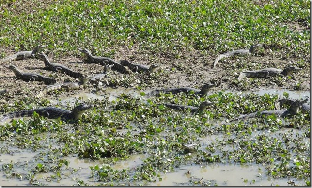 Pantanal_DSC08632