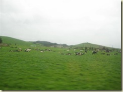 Cows on the way (Small)