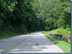 1008 Virginia - Blue Ridge Parkway North - squirrel on road