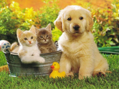 fondos10-net_perros-65.jpg