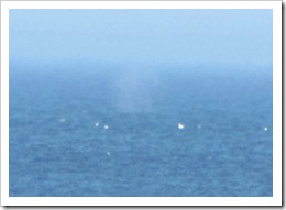 3.22.2012 CC Herring Cove Provincetown whale blow2