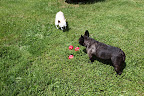 Well, this playing catch business isn't as easy as some dogs make it look.