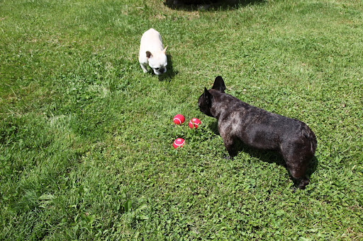 Well, this playing catch business isn't as easy as some dogs make it look.