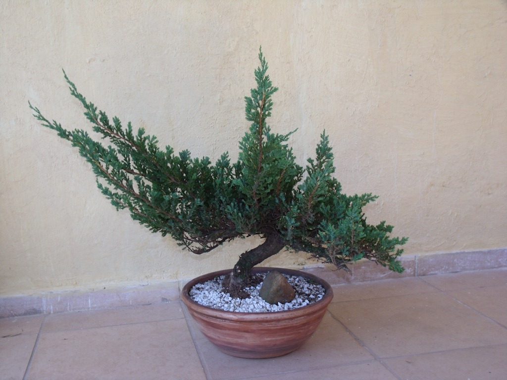 [am_secr_gene_bonsai-0264.jpg]