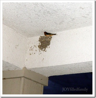 Swallow on St. Joseph's feast day