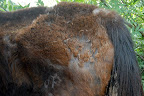 Phoenix's frail body was not getting enough nutrition to even sustain the hair on his back, and he had multiple old racing injuries, The tattoo on his hind quarters indicates he was bred by a racehorse breeder.