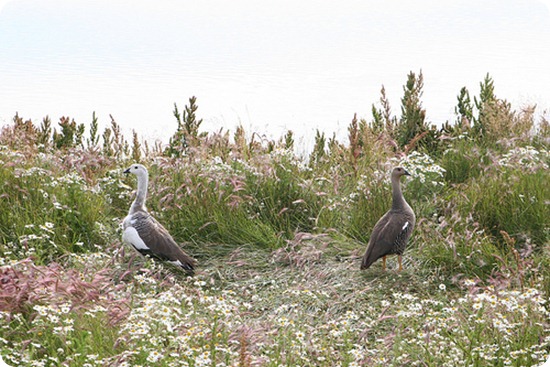 lago nimes fauna