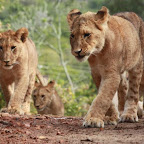 lion29.jpg