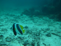 IMG_0535.JPG