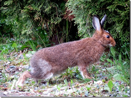 Snowshoe Hare washingtonii subspecies