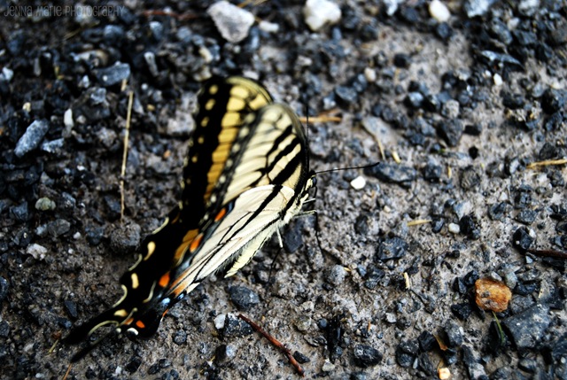 [DSC_02994.jpg]