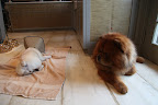 But now, she's not the only Frenchie in the house wearing a cone...