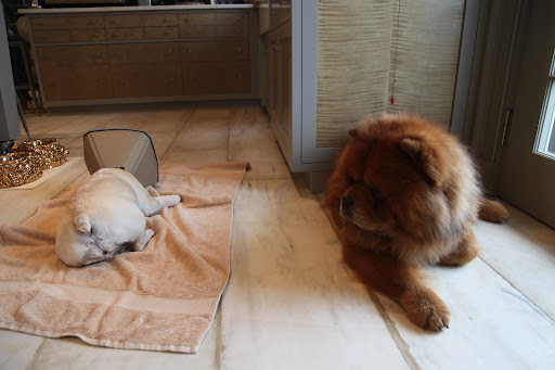 But now, she's not the only Frenchie in the house wearing a cone...