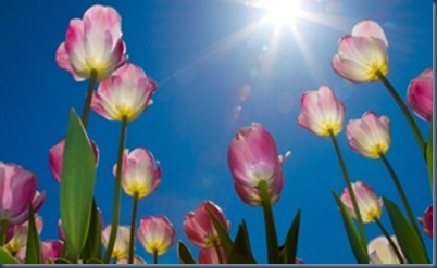1265_fruehling_blumen_blauerhimmel_sonne_warm