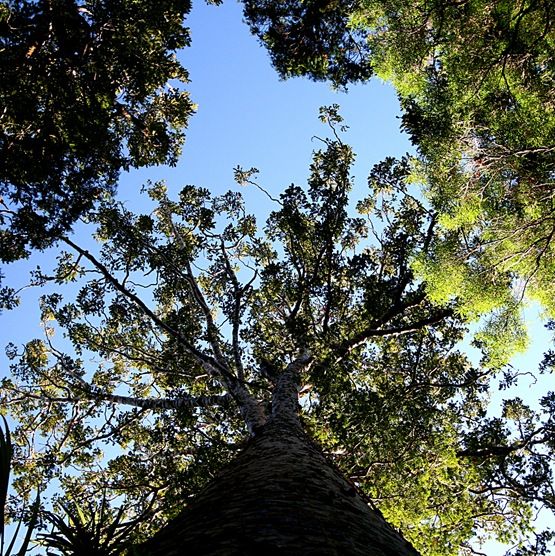 [Kauri%2520trees%255B4%255D.jpg]