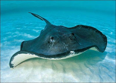 [stingray2.jpg]
