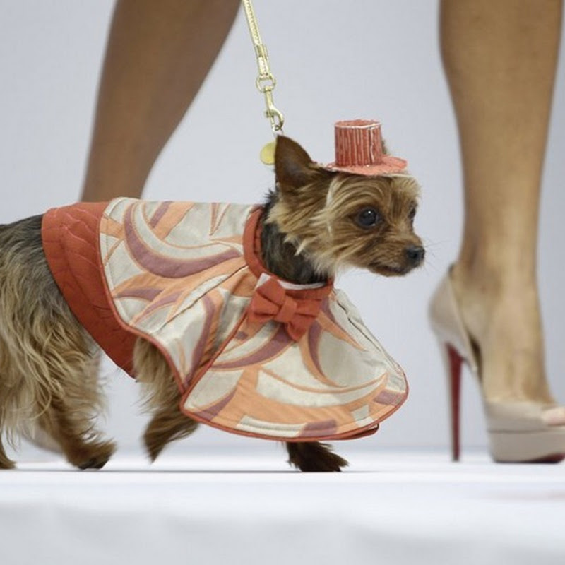 Dog Fashion Show in Florida Amusing