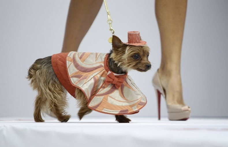 Dog Fashion Show in Florida Amusing