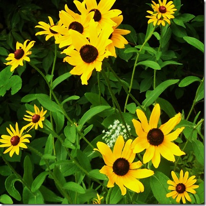 Garden15