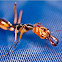 Odontomachus sp.