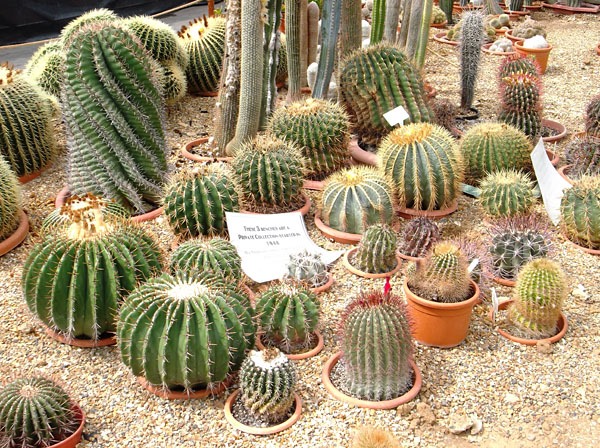 [Cacti18-blog%255B4%255D.jpg]