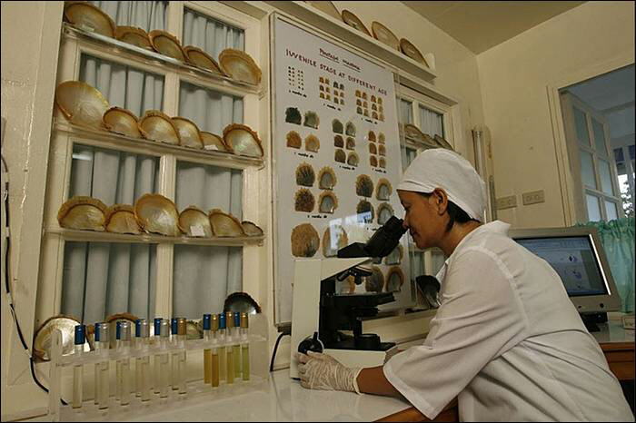 The making of Golden Pearl on the island of Palawan in southwestern Philippines