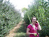 Picking Apples