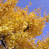 2009_三ツ池公園の紅葉