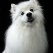 Pets_0610-43-Edit.jpg