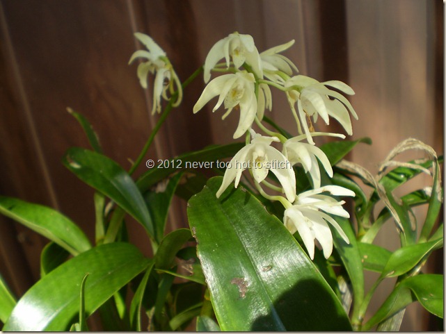 2012 orchid 4