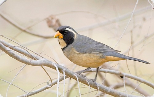 Pepitero-de-Collar-Saltator-aurantiirostris-800-VGB-19-07-08