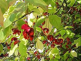 [sachalinensis%2520euonymus%255B4%255D.jpg]