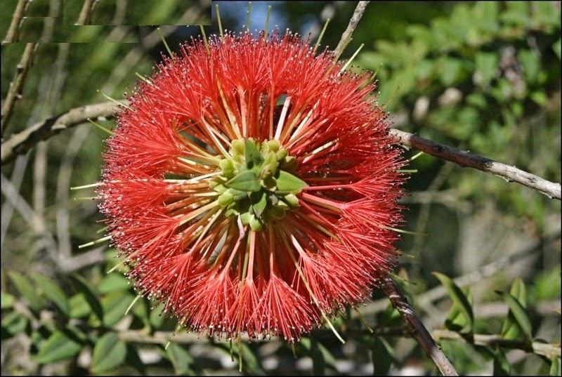 [Hillock%2520Bush%255B4%255D.jpg]