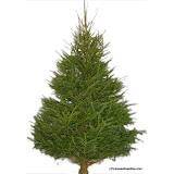 Fresh Traditional Trees