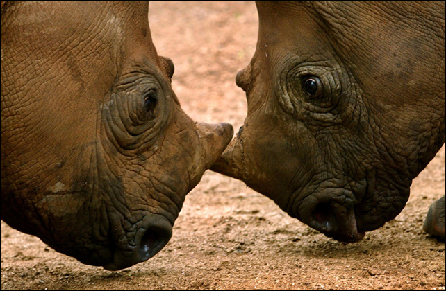 In this undated photo supplied by International Fund For Animal Welafre (IFAW), orphaned black rhinos square up after their release into a holding boma at Addo National Park, 50 miles north-east of Port Elizabeth, South Africa after each was abandoned at birth. Mozambique's rhinoceros population was wiped out more than a century ago by big game hunters. Reconstituted several years ago, it has again been driven to extinction, or to the brink of extinction, by poachers seeking their horns for sale in Asia. Photo: Jon Hrusa / IFAW / File