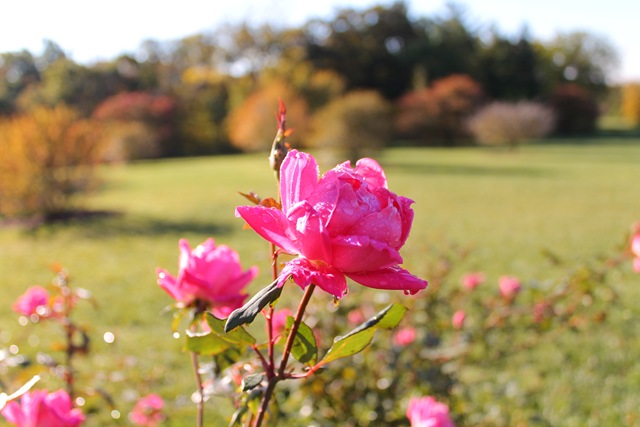 [IMG_0125%255B2%255D.jpg]