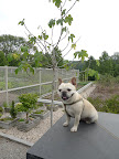 Phew, I'm so glad this fig tree made it.  Figs are packed full of calcium and fiber, as well as being delicious!
