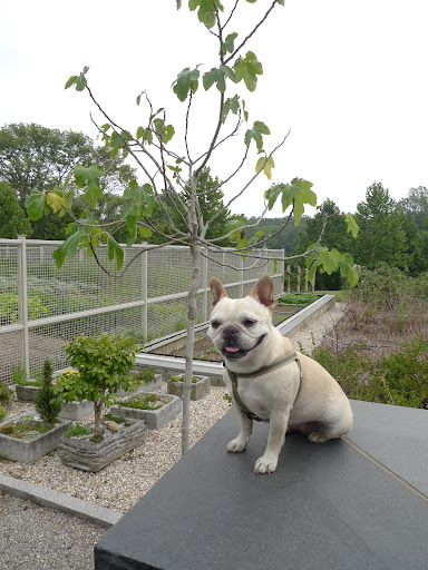 Phew, I'm so glad this fig tree made it.  Figs are packed full of calcium and fiber, as well as being delicious!