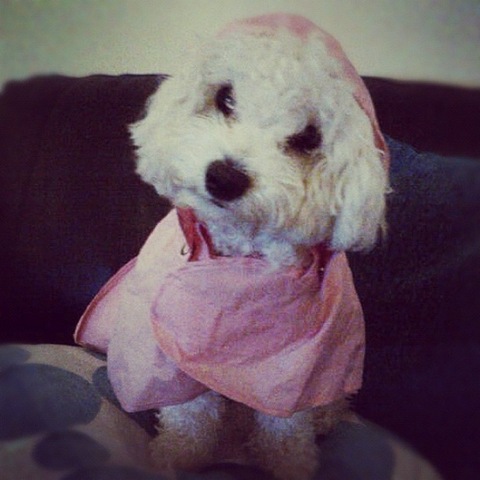 [hurricane-sandy-dogs-28%255B2%255D.jpg]