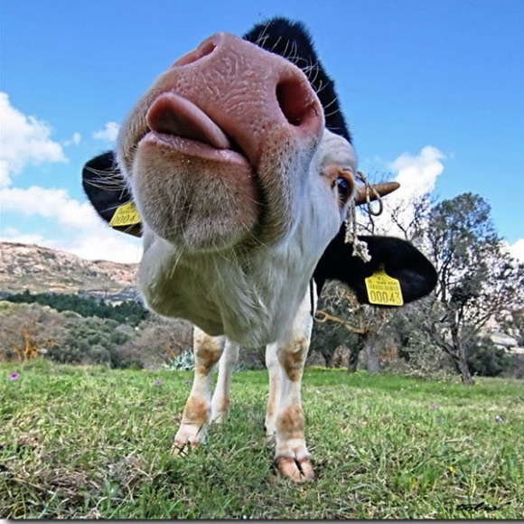 Funny Face Closeup Photo of Cow 01