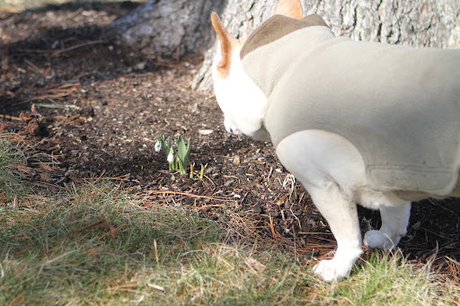 Galanthus are perennial, herbaceous plants which grow from bulbs.  Their name is from the Greek, gala for milk and anthos for flower.