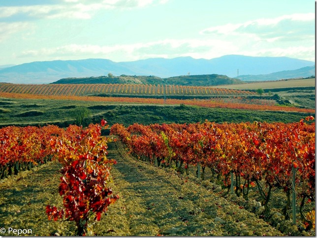 Viñedos de la Rioja Alavesa 2 Viñedos de la Rioja Alavesa 2