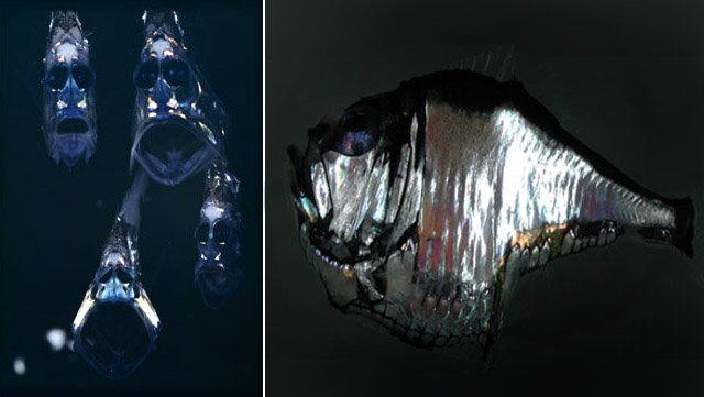 Strange Sea Creatures