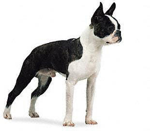 perro