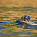 Harbor Seal