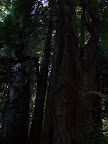 california_sequoia