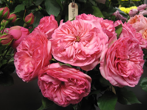 This beautiful rose is called 