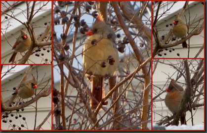 female cardinal collage